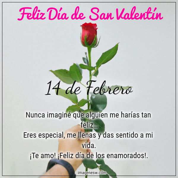 Bella rosa roja con frase y mensaje de 14 de febrero día del amor.
