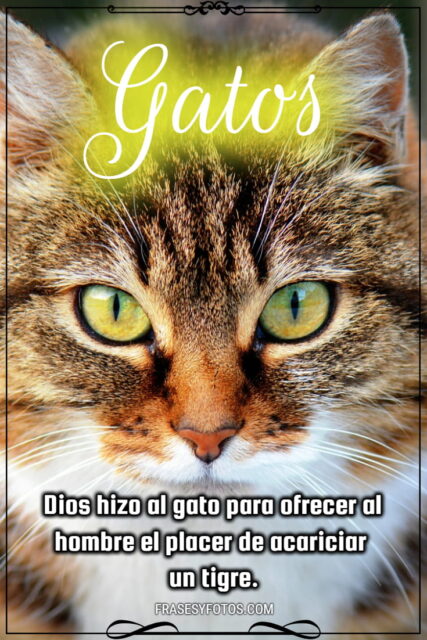 14 Gatos hermosos con disenos y frases bonitas imagenes michi cat minino 2