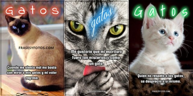 Bellísimas frases de Gatos con 46+ imágenes para tu Facebook
