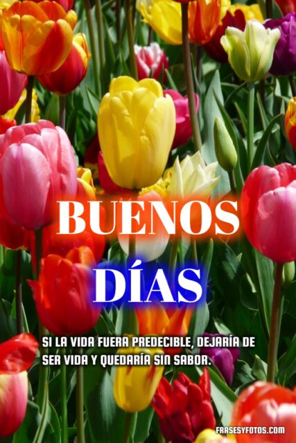 14 Hermosos Tulipanes frases de Buenos Dias flores y paisajes coloridos 10