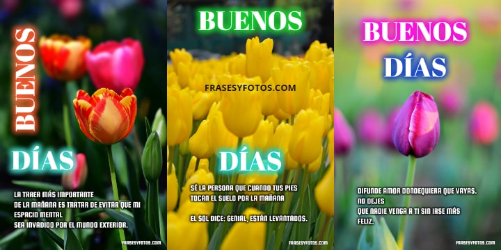 14 Hermosos Tulipanes frases de Buenos Dias flores y paisajes coloridos