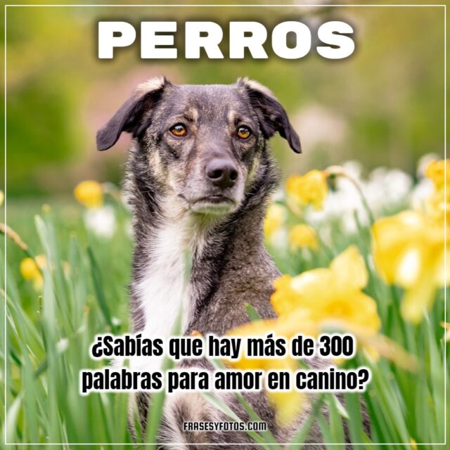 16 imagenes bonitas de mi mascota canina PERROS FRASES dog bobby para facebook y whatsapp 12