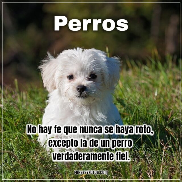 16 imagenes bonitas de mi mascota canina PERROS FRASES dog bobby para facebook y whatsapp 13