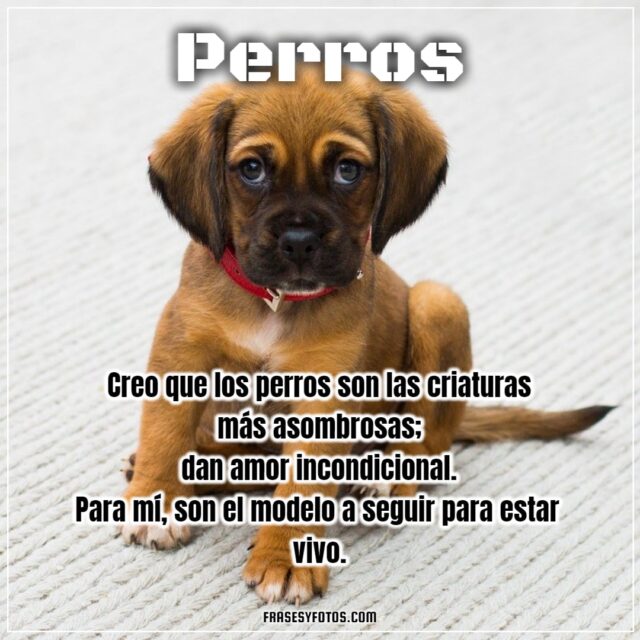 16 imagenes bonitas de mi mascota canina PERROS FRASES dog bobby para facebook y whatsapp 14