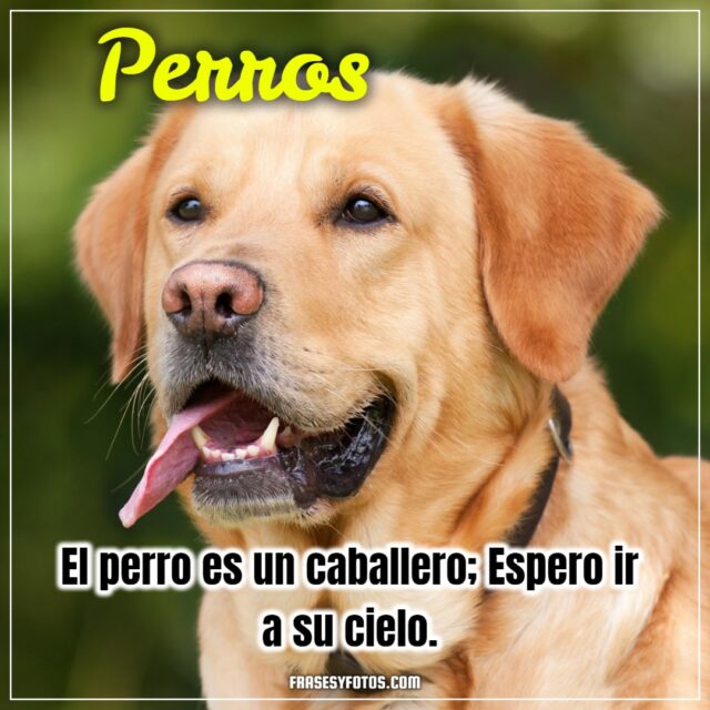 16 imagenes bonitas de mi mascota canina PERROS FRASES dog bobby para facebook y whatsapp 2