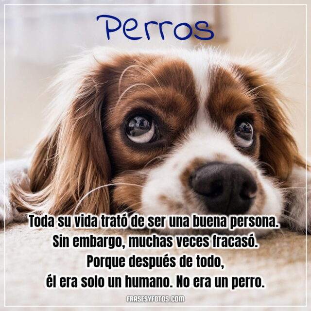16 imagenes bonitas de mi mascota canina PERROS FRASES dog bobby para facebook y whatsapp 3