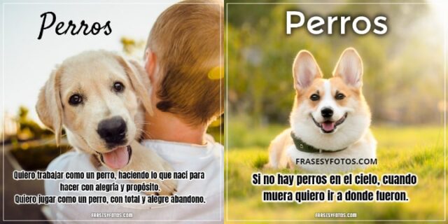 16 imagenes bonitas de mi mascota canina PERROS FRASES dog bobby para facebook y whatsapp