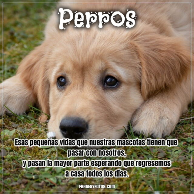 16 imagenes bonitas de mi mascota canina PERROS FRASES dog bobby para facebook y whatsapp 7