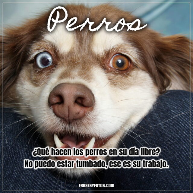 16 imagenes bonitas de mi mascota canina PERROS FRASES dog bobby para facebook y whatsapp 9