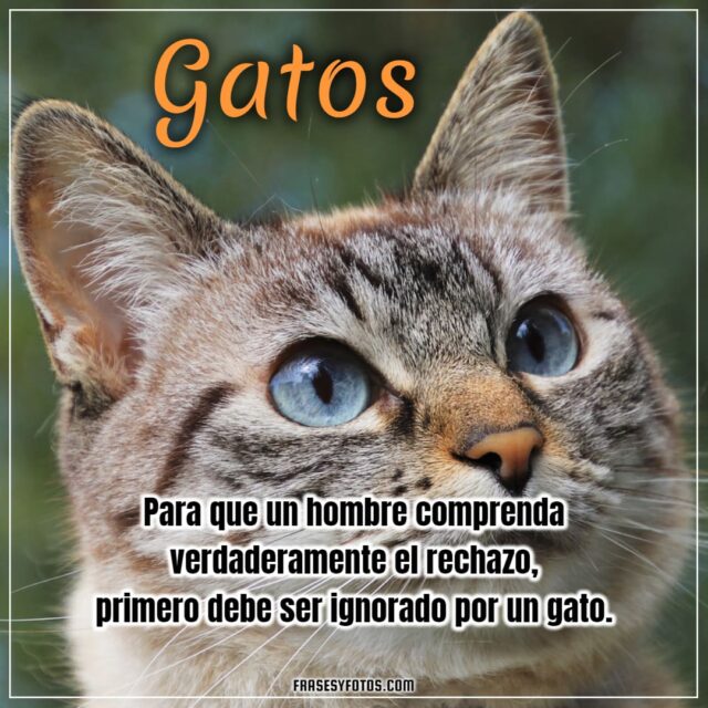 17 hermosas imagenes de GATOS 60 FRASES de bonitas mascotas felinas 13