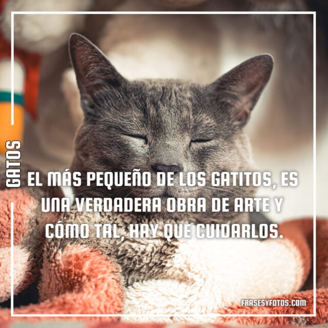 17 imagenes de Gatos con Frases bonitas tiernas cat michis 12