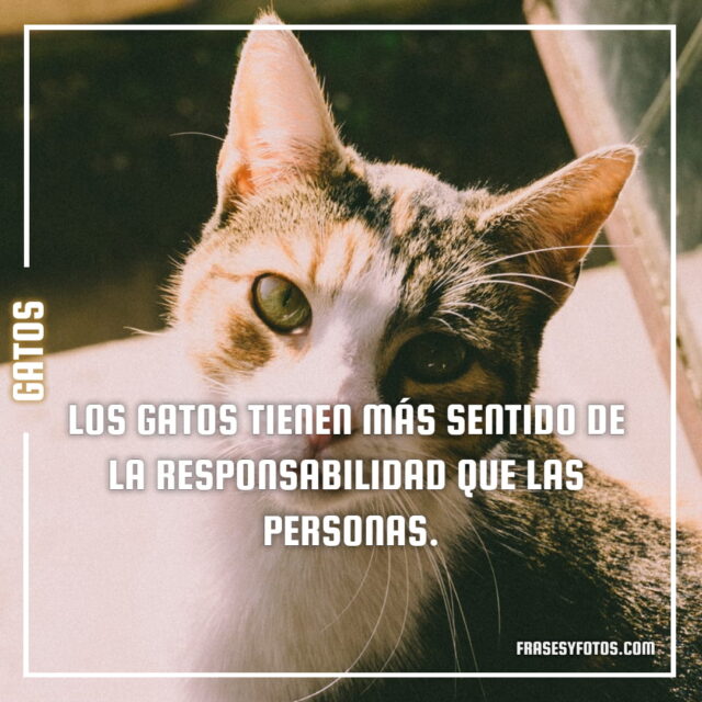 17 imagenes de Gatos con Frases bonitas tiernas cat michis 16