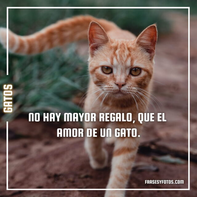 17 imagenes de Gatos con Frases bonitas tiernas cat michis 17
