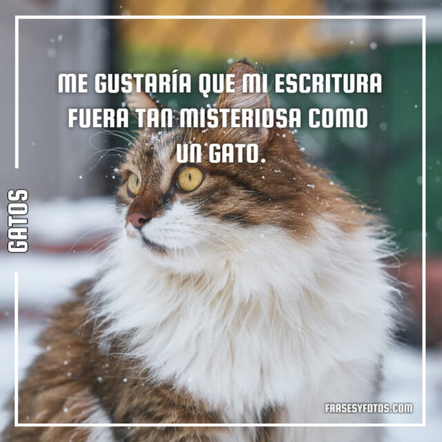 17 imagenes de Gatos con Frases bonitas tiernas cat michis 2