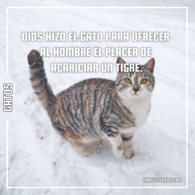 17 imagenes de Gatos con Frases bonitas tiernas cat michis 4