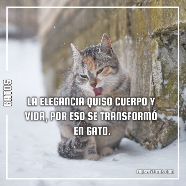 17 imagenes de Gatos con Frases bonitas tiernas cat michis 5
