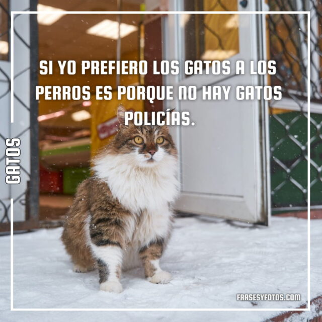 17 imagenes de Gatos con Frases bonitas tiernas cat michis 6