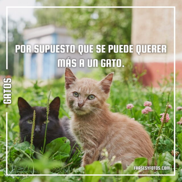 17 imagenes de Gatos con Frases bonitas tiernas cat michis 7