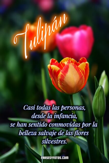 19 hermosos Tulipanes flores coloridas Frases mensajes bonitos y positivos para la vida 1