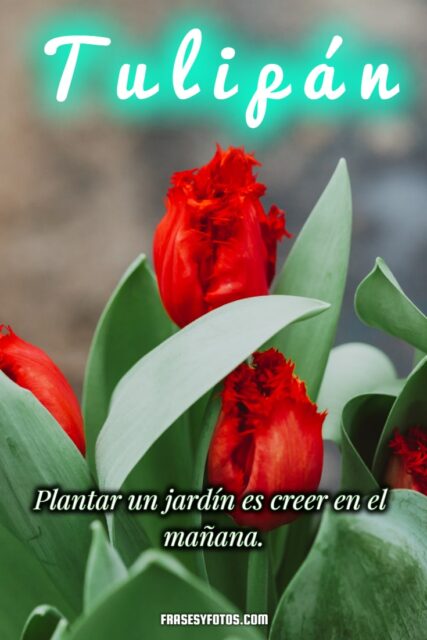 19 hermosos Tulipanes flores coloridas Frases mensajes bonitos y positivos para la vida 11