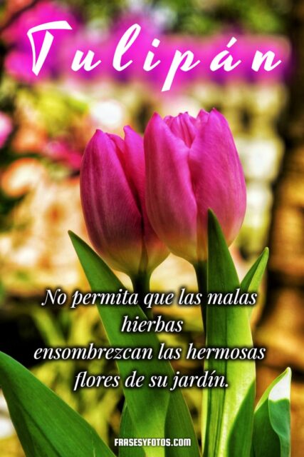 19 hermosos Tulipanes flores coloridas Frases mensajes bonitos y positivos para la vida 15