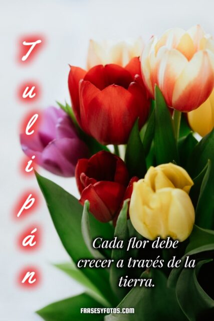 19 hermosos Tulipanes flores coloridas Frases mensajes bonitos y positivos para la vida 16