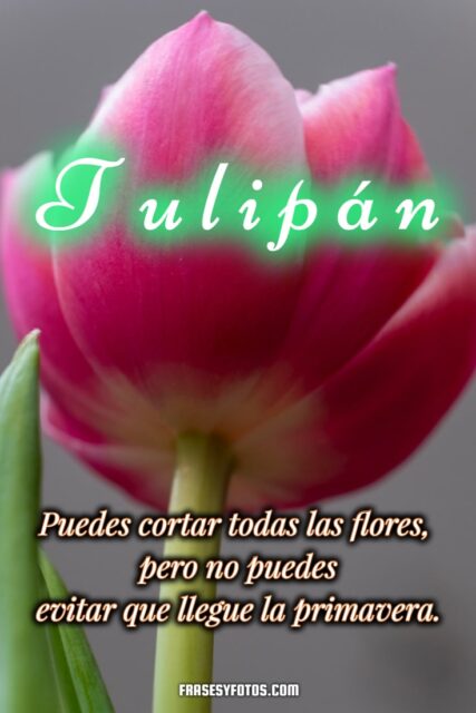 19 hermosos Tulipanes flores coloridas Frases mensajes bonitos y positivos para la vida 17