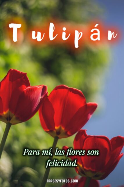 19 hermosos Tulipanes flores coloridas Frases mensajes bonitos y positivos para la vida 19