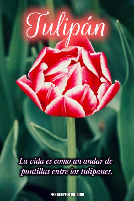 19 hermosos Tulipanes flores coloridas Frases mensajes bonitos y positivos para la vida 2