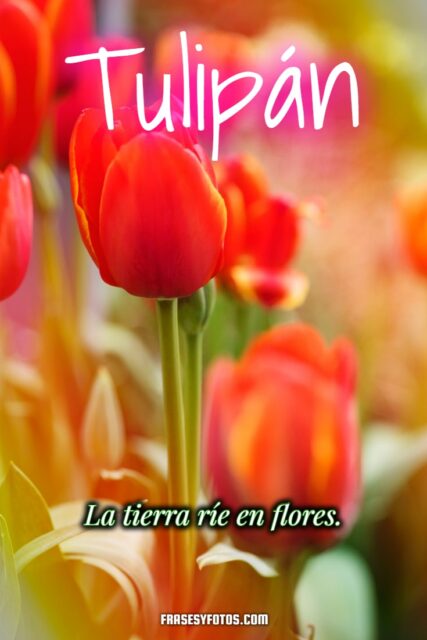19 hermosos Tulipanes flores coloridas Frases mensajes bonitos y positivos para la vida 3