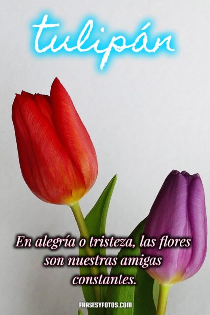 19 hermosos Tulipanes flores coloridas Frases mensajes bonitos y positivos para la vida 4