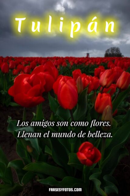19 hermosos Tulipanes flores coloridas Frases mensajes bonitos y positivos para la vida 6