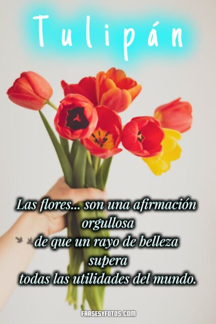 19 hermosos Tulipanes flores coloridas Frases mensajes bonitos y positivos para la vida 9