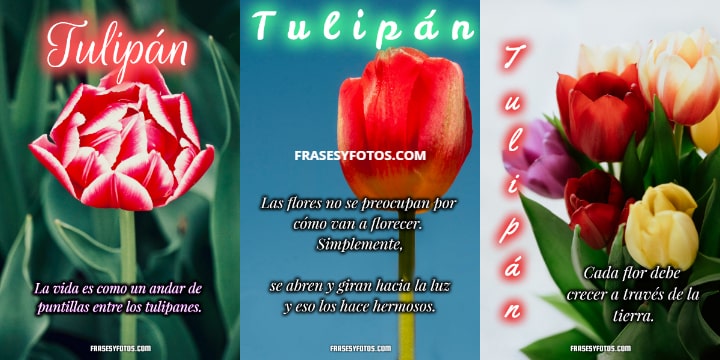 19 hermosos Tulipanes flores coloridas Frases mensajes bonitos y positivos para la vida