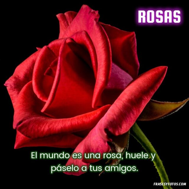 20 Rosas bonitas con frases de amor vida dulzura imagenes hermosas Flores 10