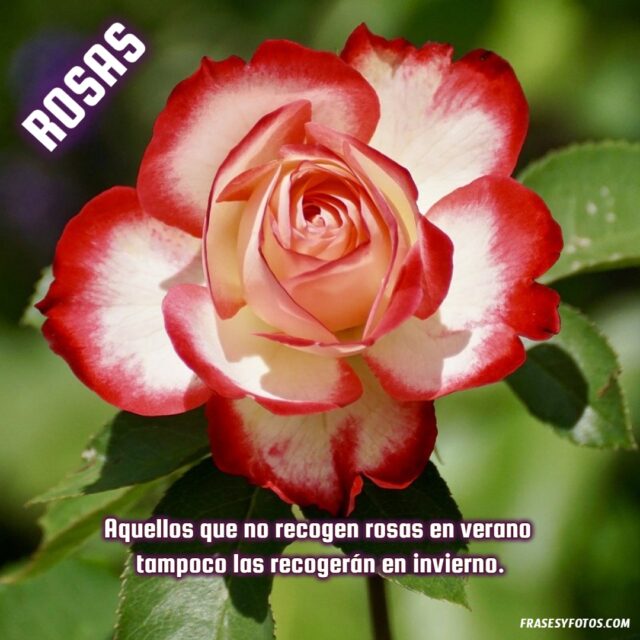20 Rosas bonitas con frases de amor vida dulzura imagenes hermosas Flores 11