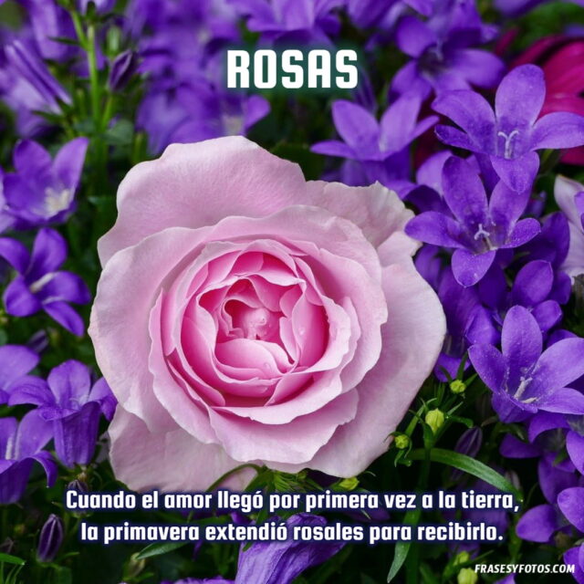 20 Rosas bonitas con frases de amor vida dulzura imagenes hermosas Flores 13