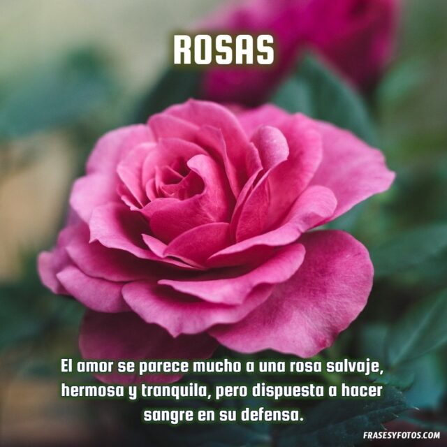 20 Rosas bonitas con frases de amor vida dulzura imagenes hermosas Flores 16