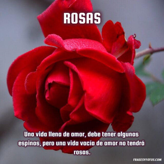 20 Rosas bonitas con frases de amor vida dulzura imagenes hermosas Flores 17