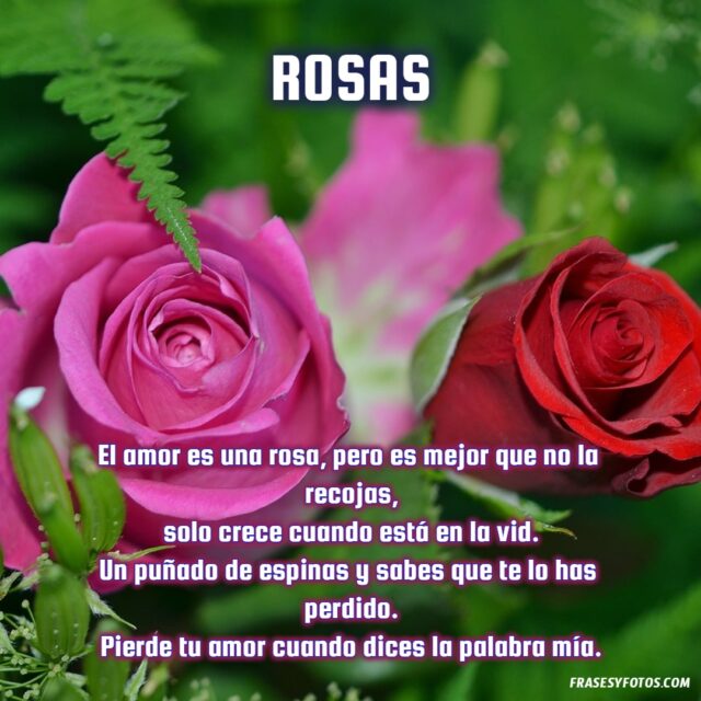 20 Rosas bonitas con frases de amor vida dulzura imagenes hermosas Flores 18