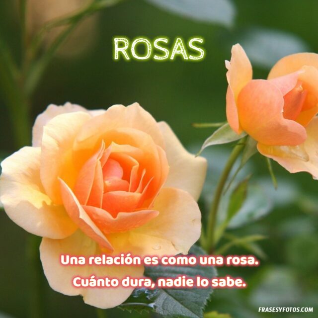 20 Rosas bonitas con frases de amor vida dulzura imagenes hermosas Flores 19