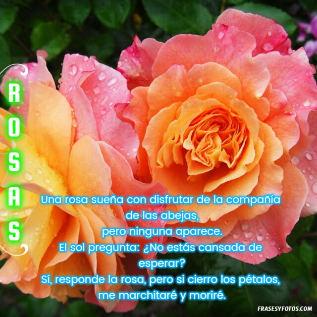 20 Rosas bonitas con frases de amor vida dulzura imagenes hermosas Flores 4
