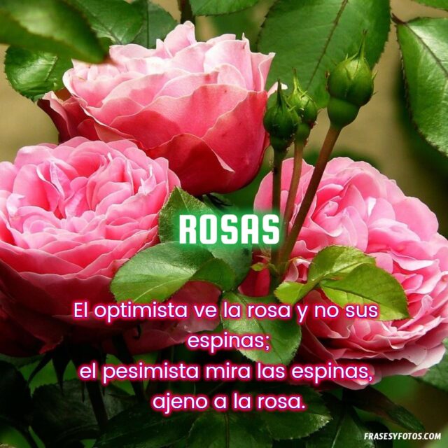 20 Rosas bonitas con frases de amor vida dulzura imagenes hermosas Flores 5