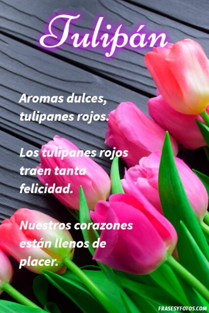 21 Frases de tulipanes imagenes hermosas Flores coloridas con mensajes 10