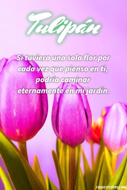 21 Frases de tulipanes imagenes hermosas Flores coloridas con mensajes 14