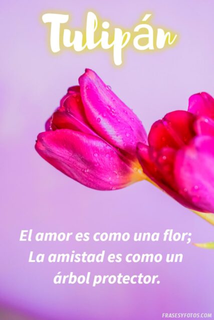 21 Frases de tulipanes imagenes hermosas Flores coloridas con mensajes 15