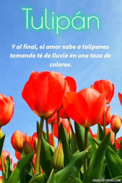 21 Frases de tulipanes imagenes hermosas Flores coloridas con mensajes 17
