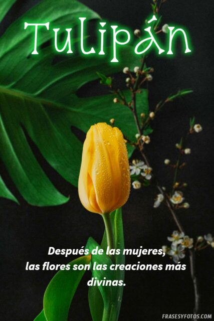 21 Frases de tulipanes imagenes hermosas Flores coloridas con mensajes 19