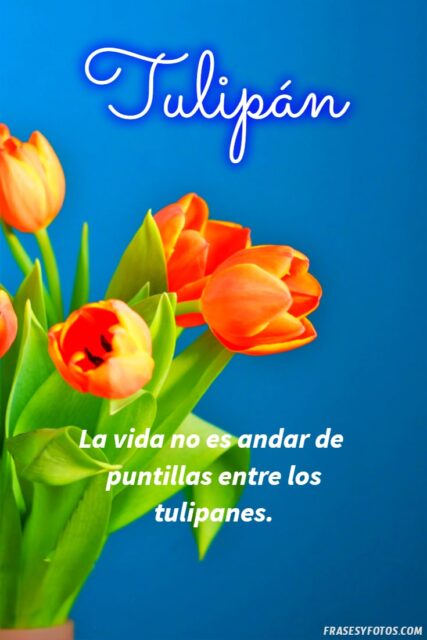 21 Frases de tulipanes imagenes hermosas Flores coloridas con mensajes 2