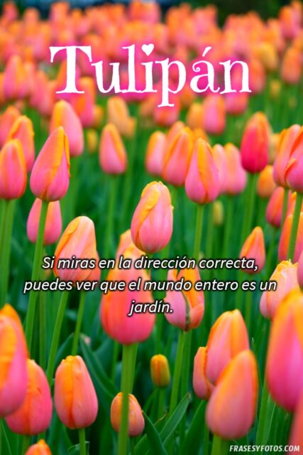 21 Frases de tulipanes imagenes hermosas Flores coloridas con mensajes 21